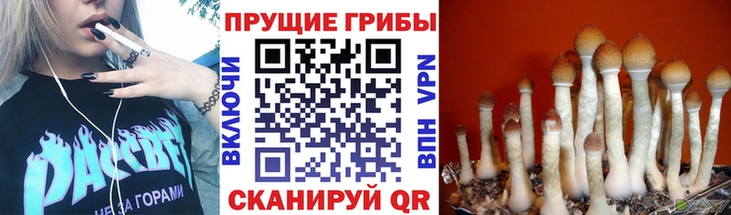 Галлюциногенные грибы Cubensis  даркнет состав  Великие Луки 